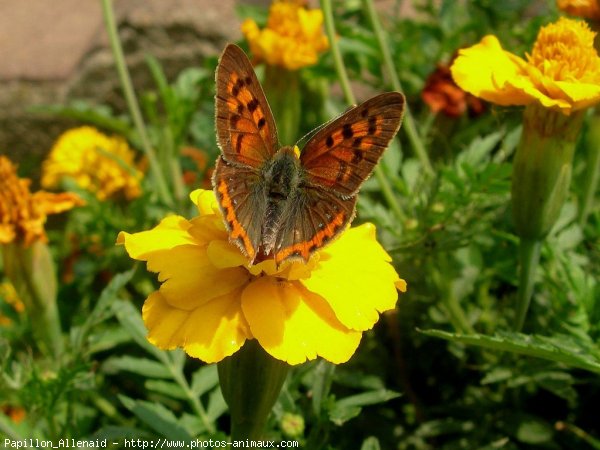 Photo de Papillon