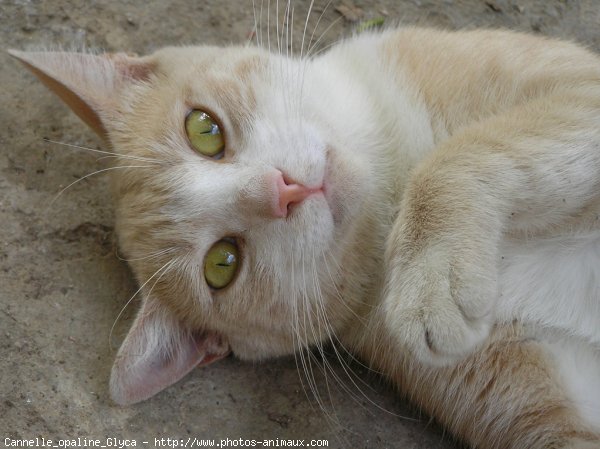 Photo de Chat domestique