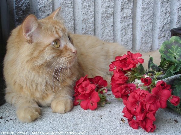 Photo de Chat domestique