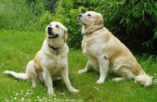 Photo de Golden retriever