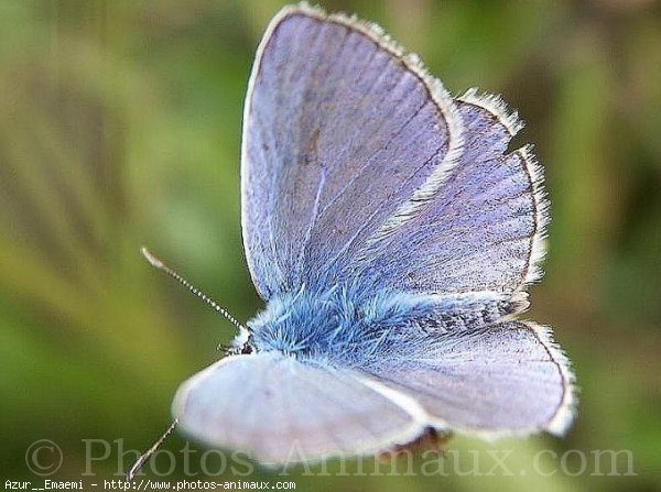 Photo de Papillon