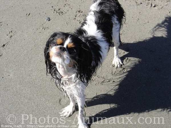 Photo de Cavalier king charles spaniel