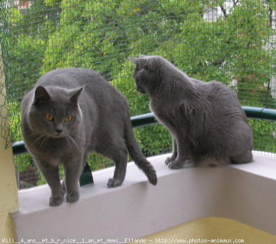 Photo de Chartreux