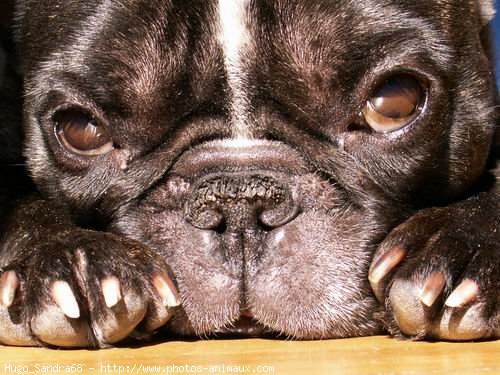 Photo de Bouledogue franais