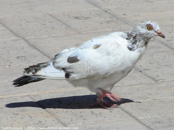 Photo de Pigeon