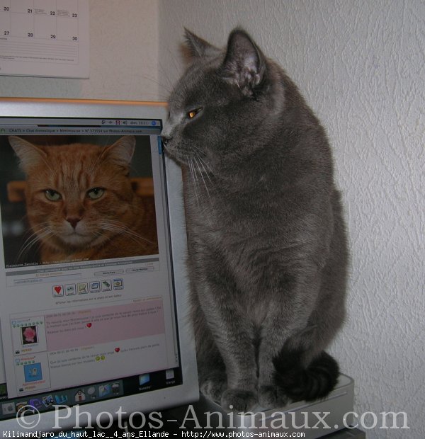 Photo de Chartreux