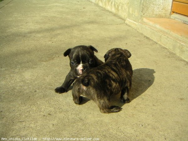 Photo de Bouledogue franais