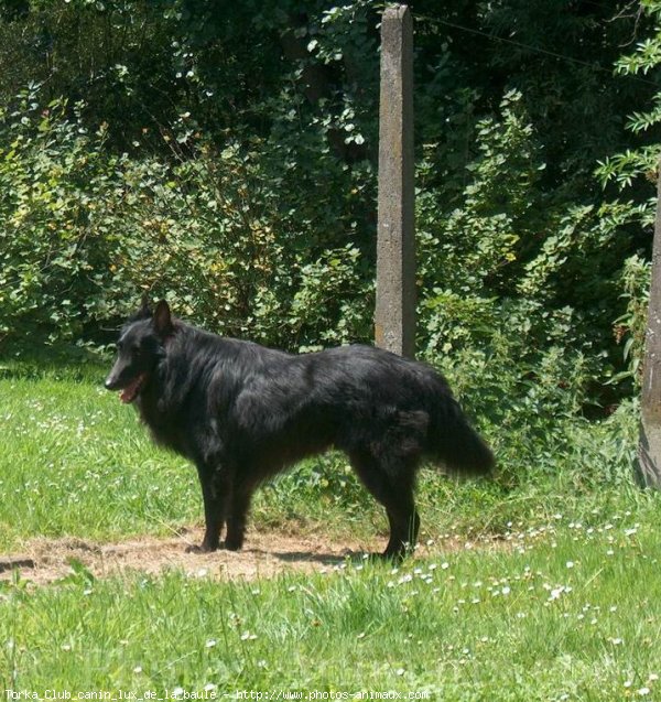 Photo de Berger belge groenendael