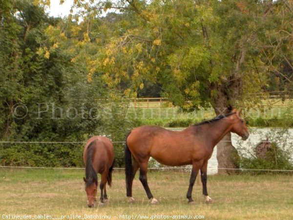 Photo de Races diffrentes