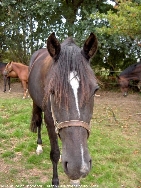 Photo de Trotteur franais