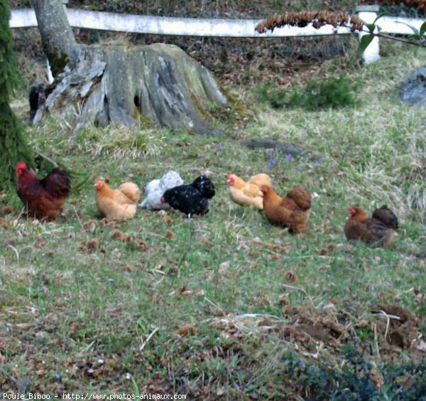 Photo de Poule