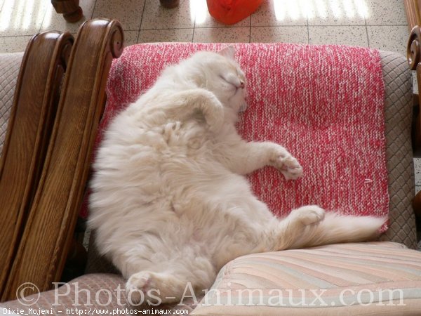 Photo de Ragdoll