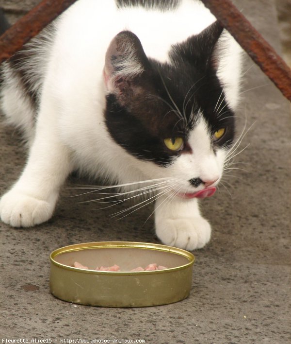 Photo de Chat domestique