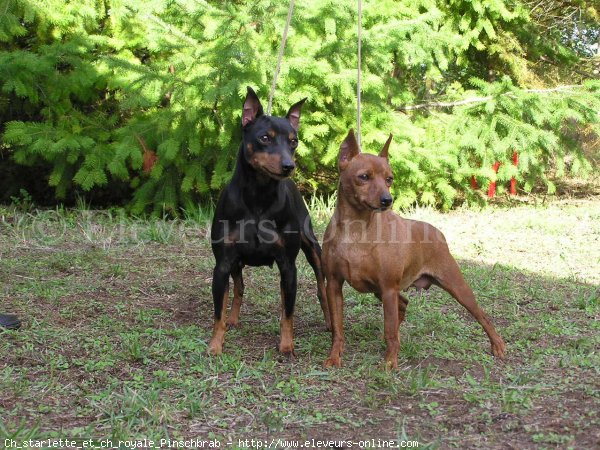 Photo de Pinscher nain