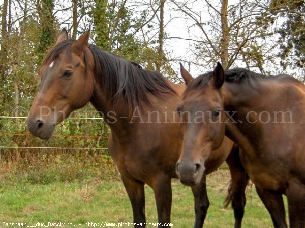 Photo de Races diffrentes