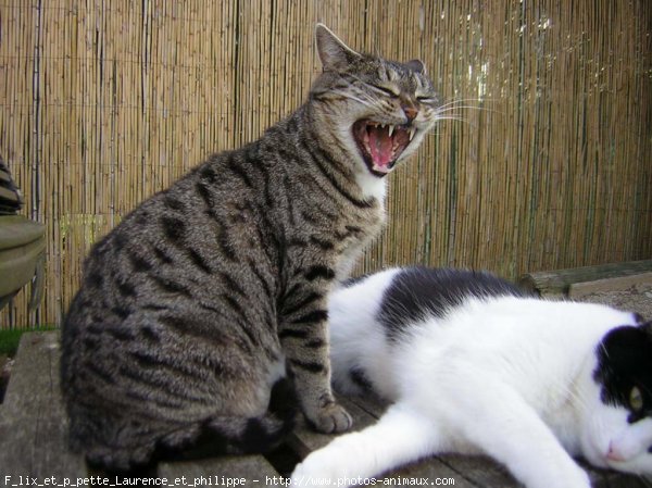 Photo de Chat domestique