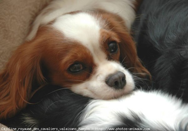 Photo de Cavalier king charles spaniel