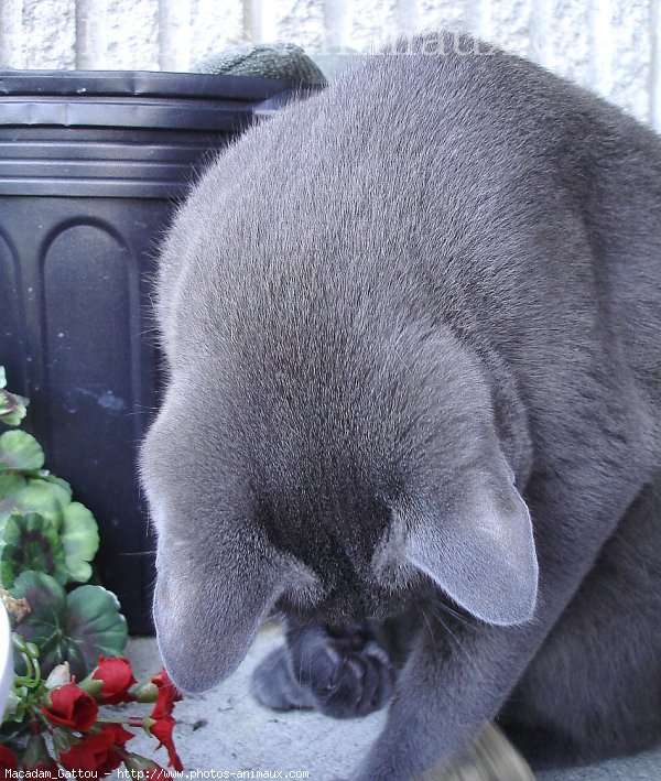 Photo de Chat domestique