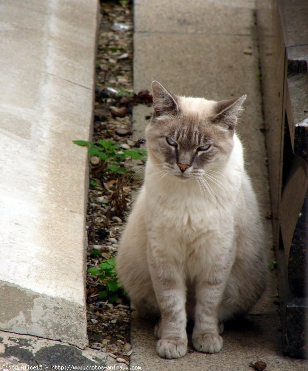 Photo de Chat domestique