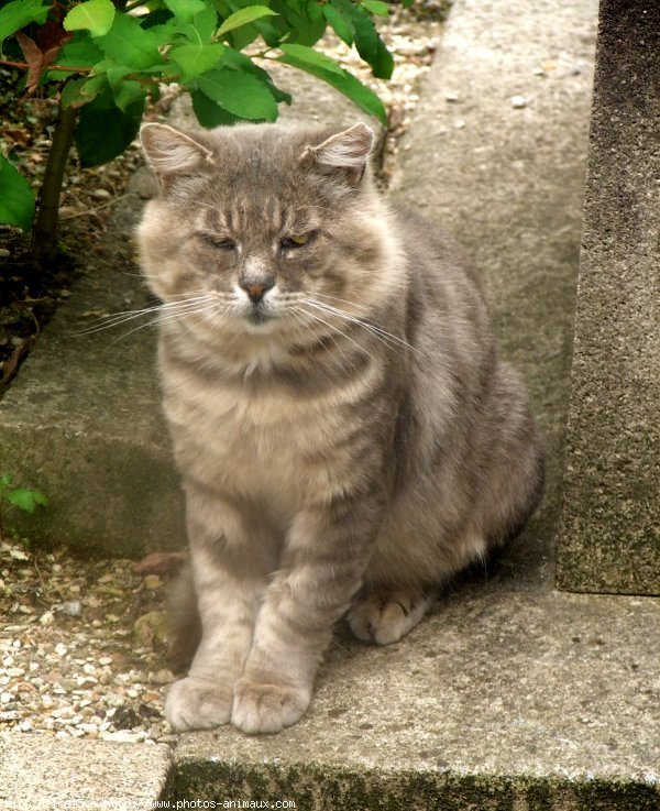 Photo de Chat domestique