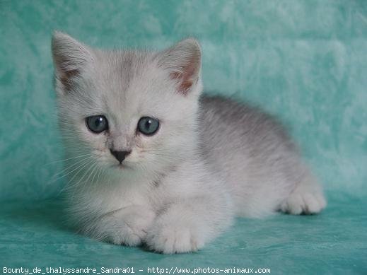 Photo de British shorthair