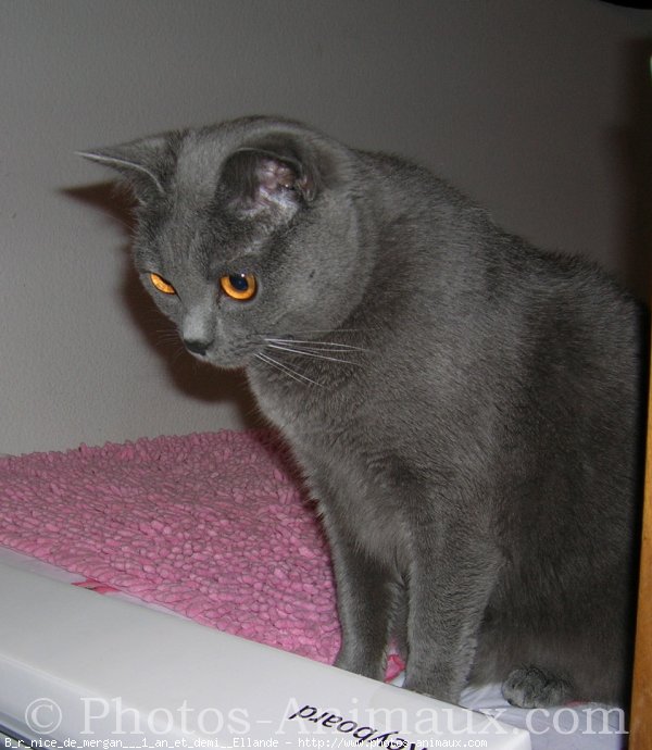 Photo de Chartreux