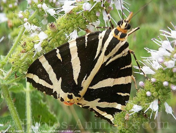 Photo de Papillon