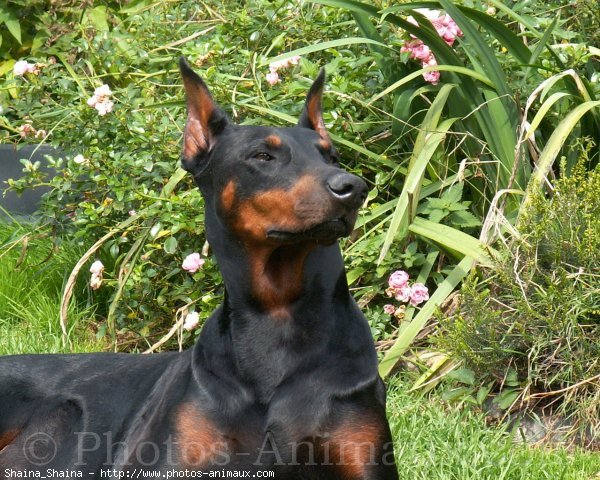 Photo de Dobermann