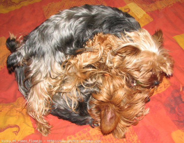 Photo de Yorkshire terrier