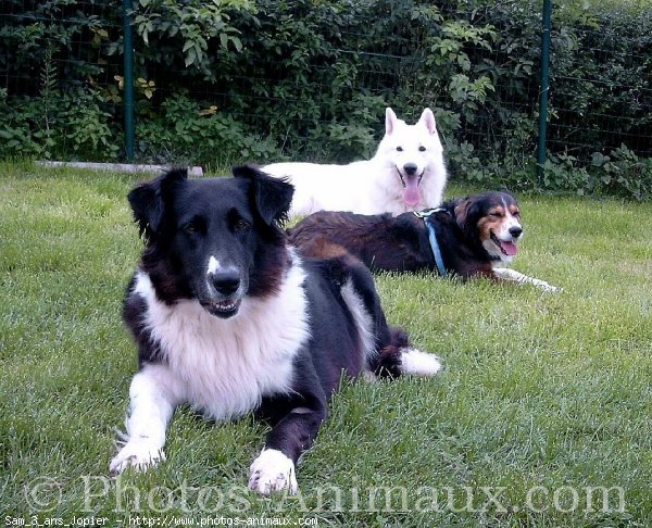 Photo de Berger blanc suisse