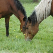 Photo de Races diffrentes