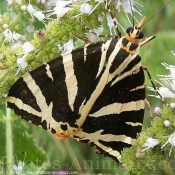 Photo de Papillon