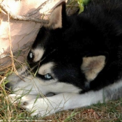 Photo de Husky siberien