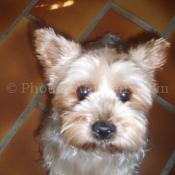 Photo de Yorkshire terrier