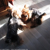 Photo de Yorkshire terrier