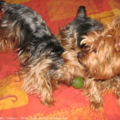 Photo de Yorkshire terrier