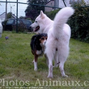 Photo de Berger blanc suisse