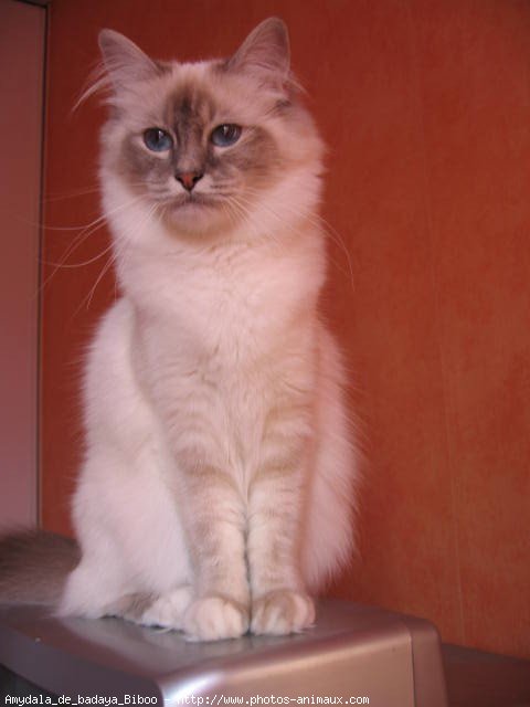 Photo de Sacr de birmanie