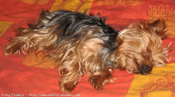 Photo de Yorkshire terrier