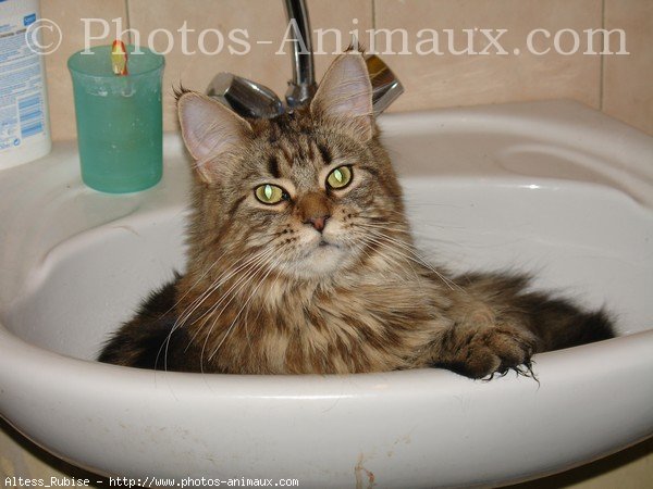 Photo de Maine coon