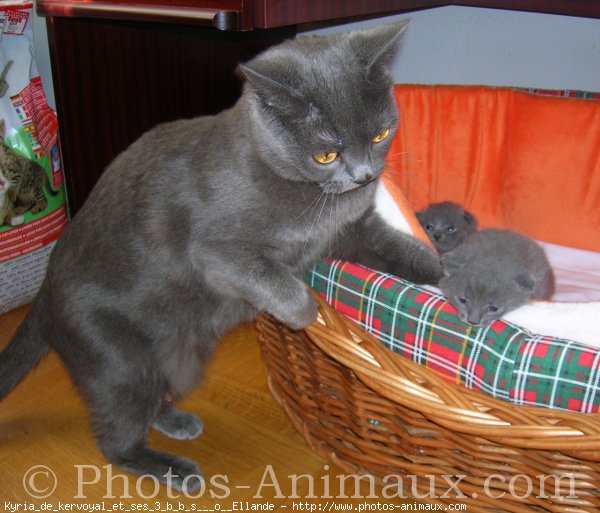 Photo de Chartreux