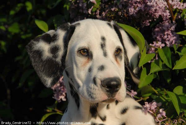 Photo de Dalmatien