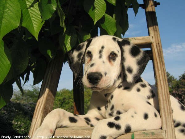 Photo de Dalmatien