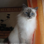 Photo de Sacr de birmanie