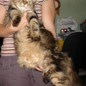 Photo de Maine coon