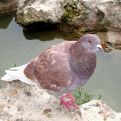 Photo de Pigeon