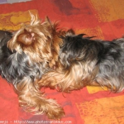 Photo de Yorkshire terrier