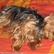 Photo de Yorkshire terrier