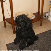 Photo de Caniche moyen