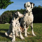 Photo de Dalmatien